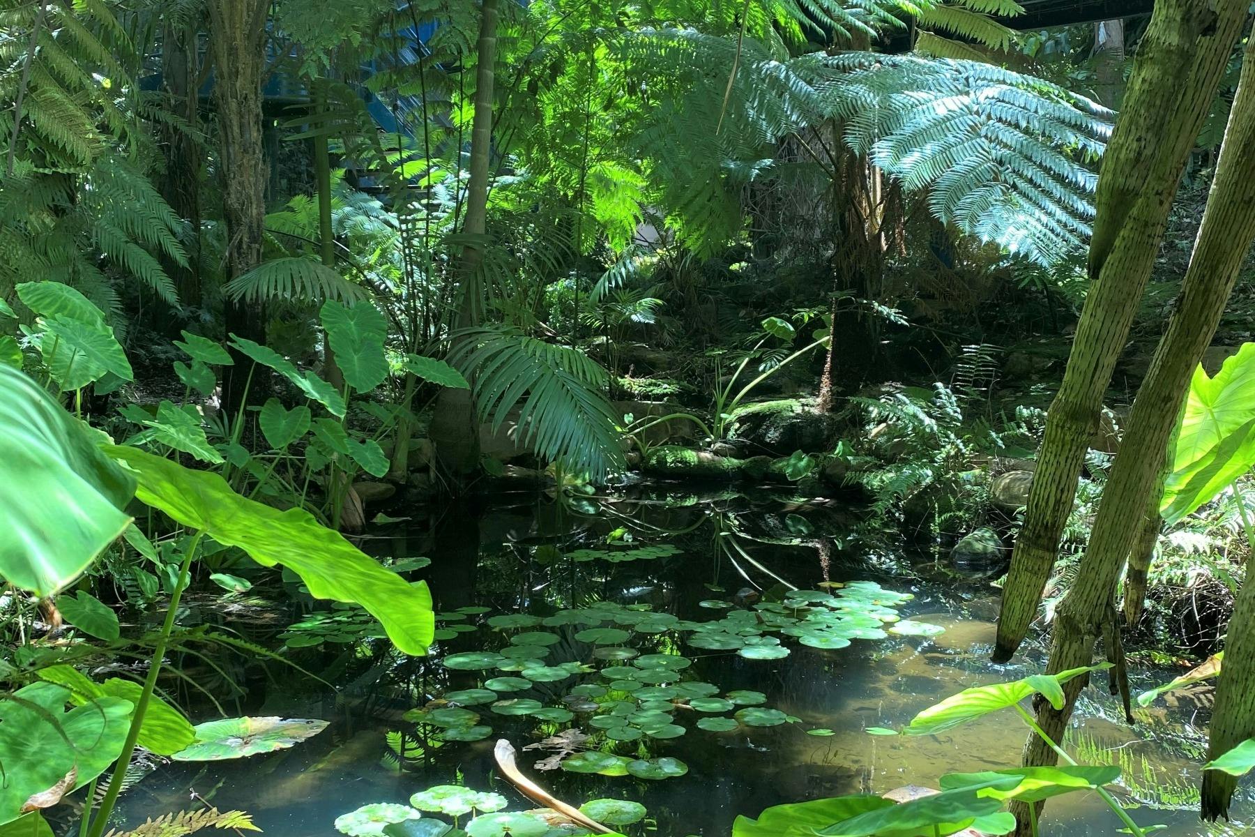 Pond within the Conservatory