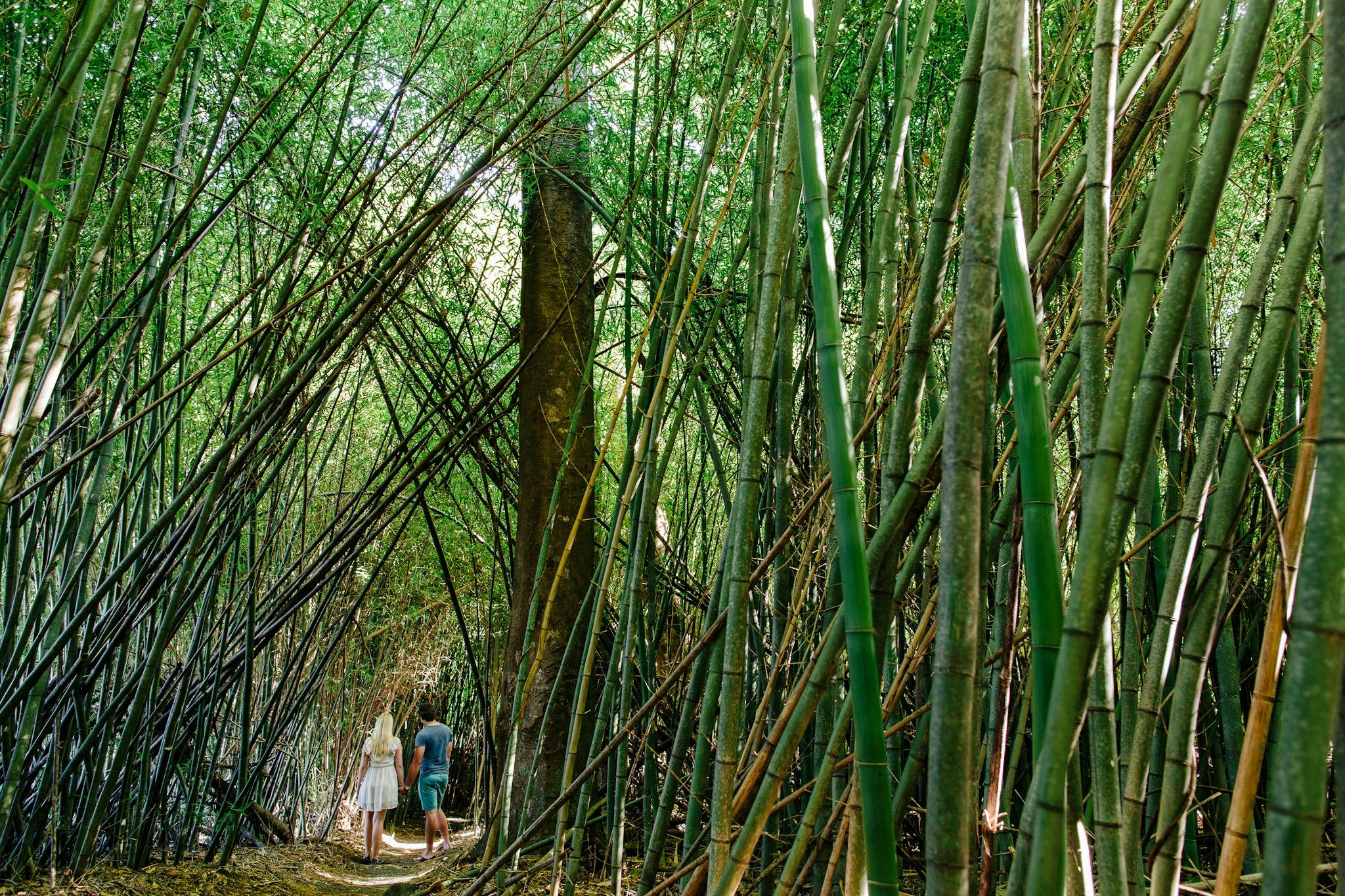 Bamboo Forest