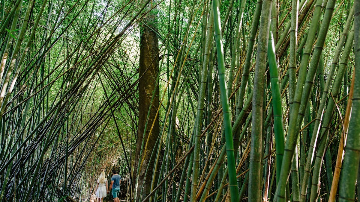 Bamboo