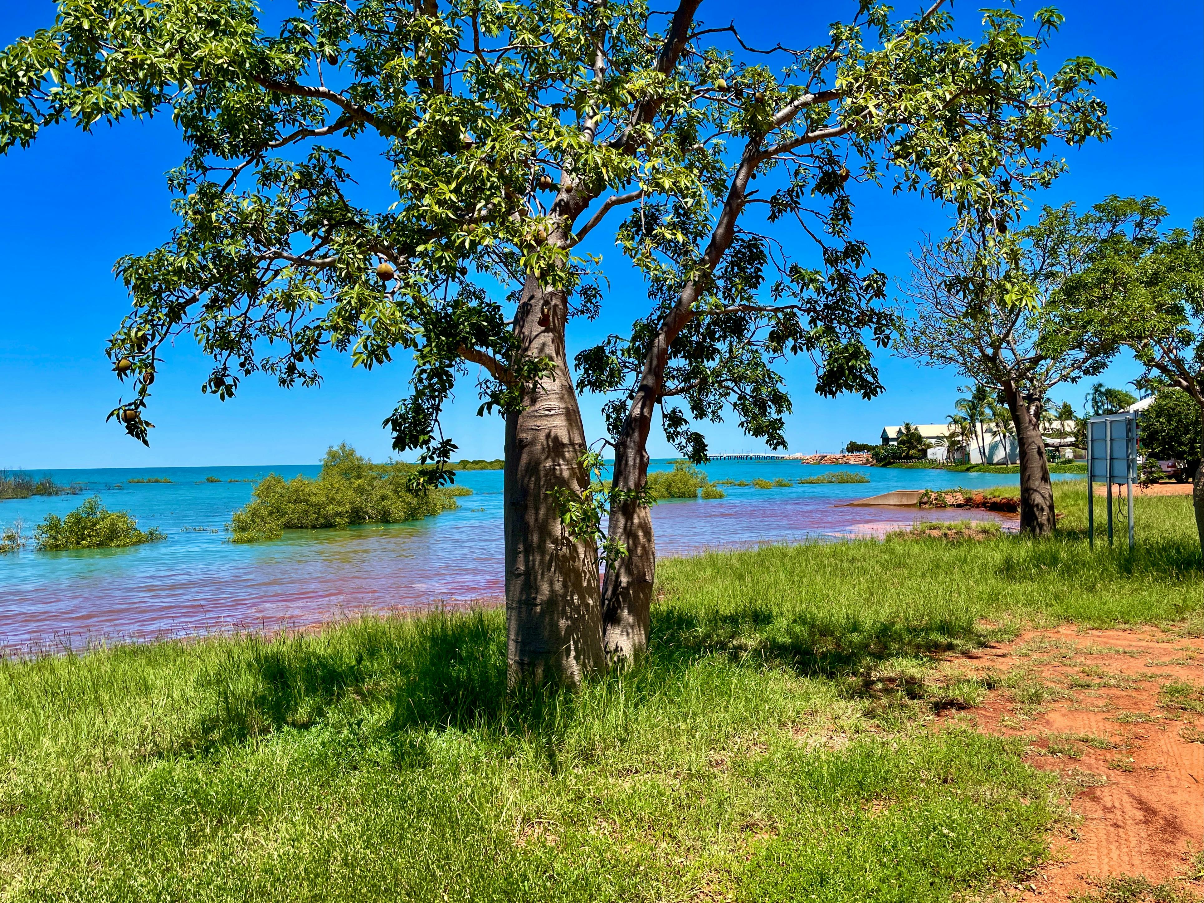 Boab in mangrove