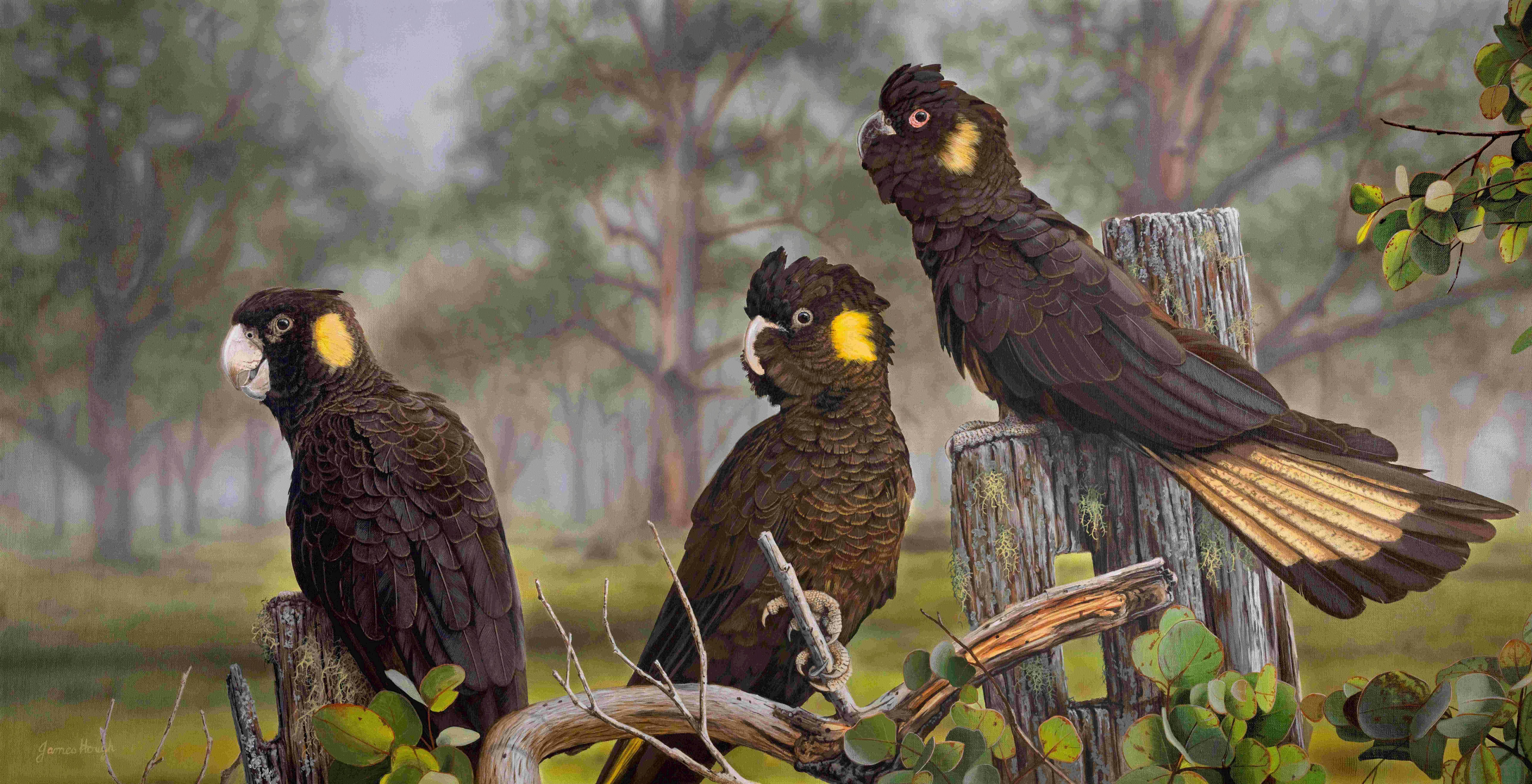 Yellow Tailed Black Cockatoos common throughout the east coast of Australia .