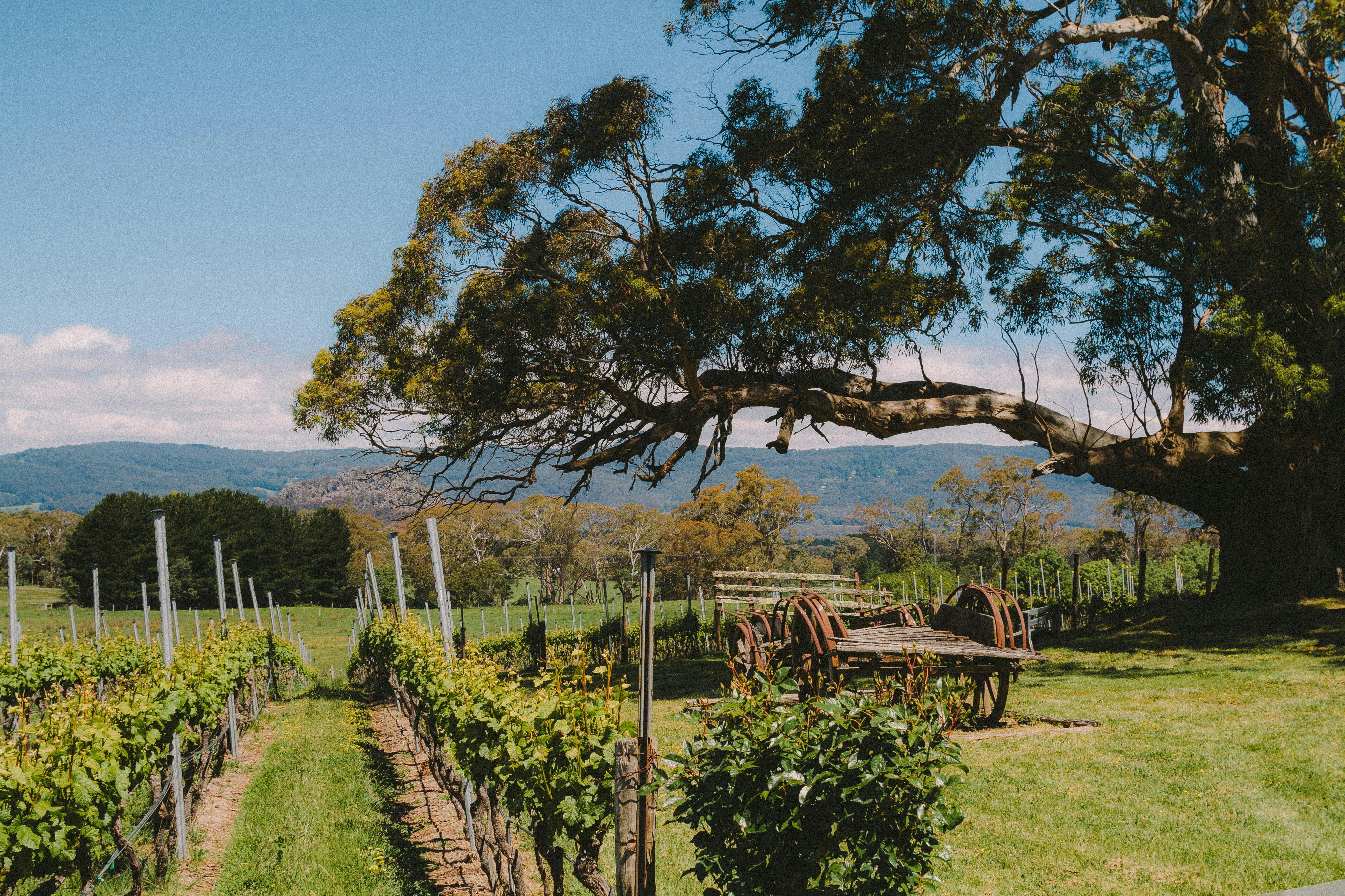 Hanging Rock Winery