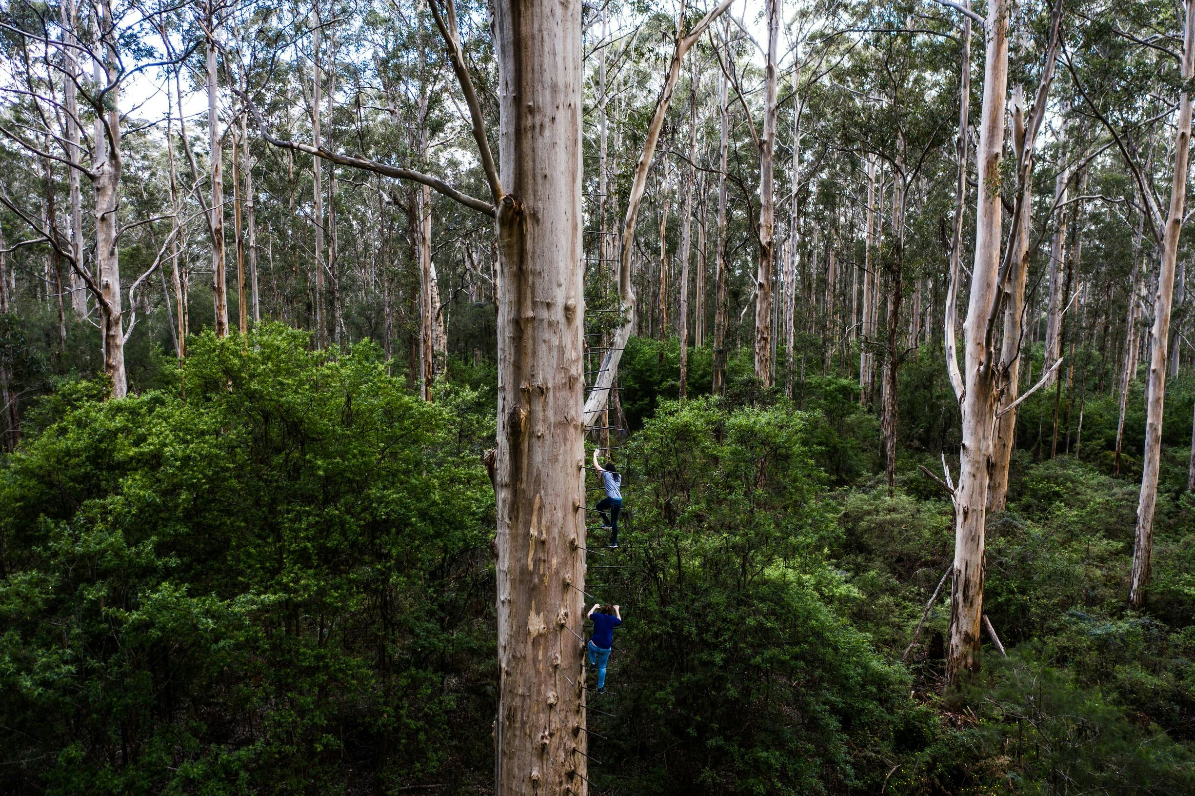 Gloucester Tree, near Pemberton