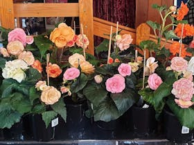 kalangadoo autumn fair