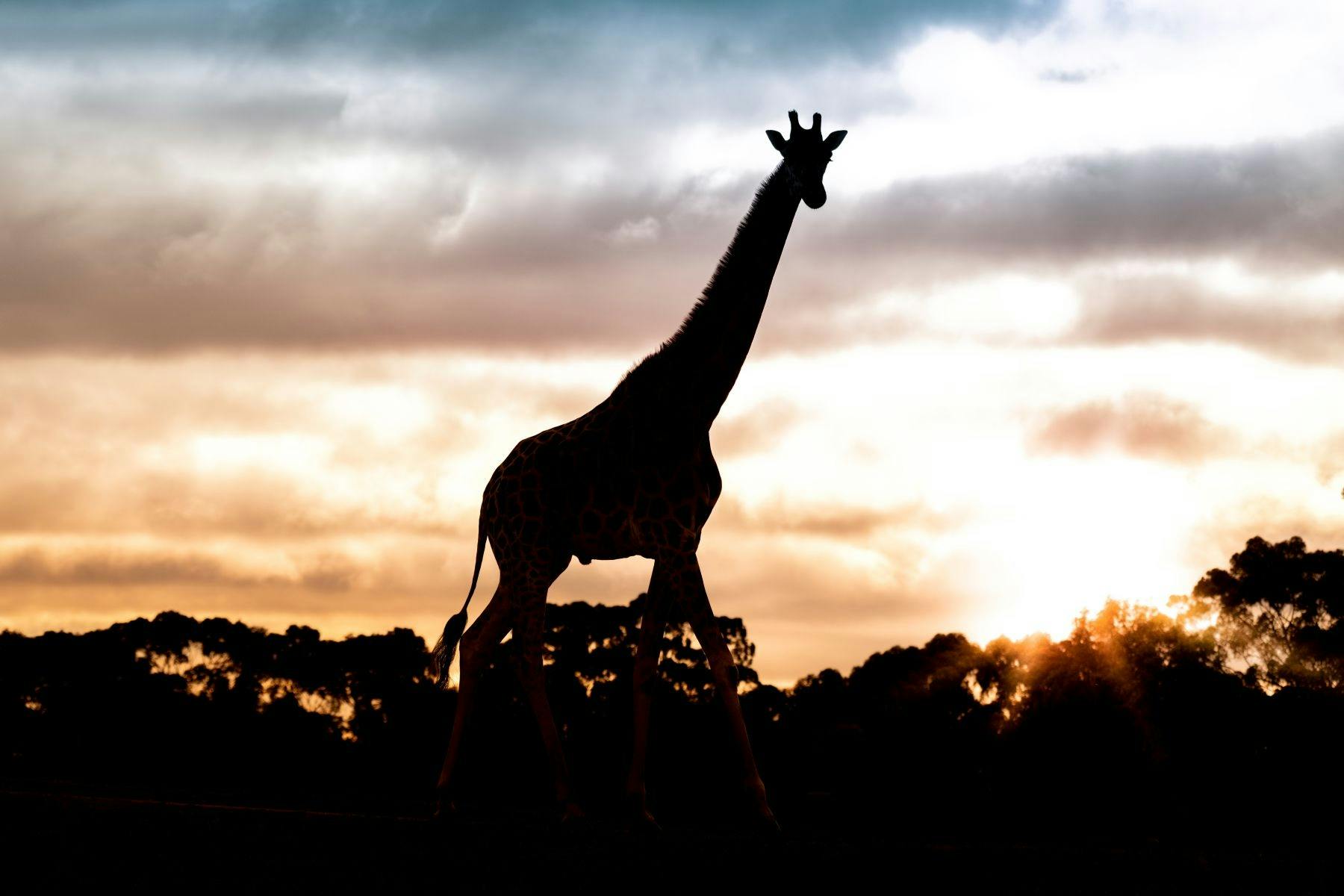A giraffe stands tall