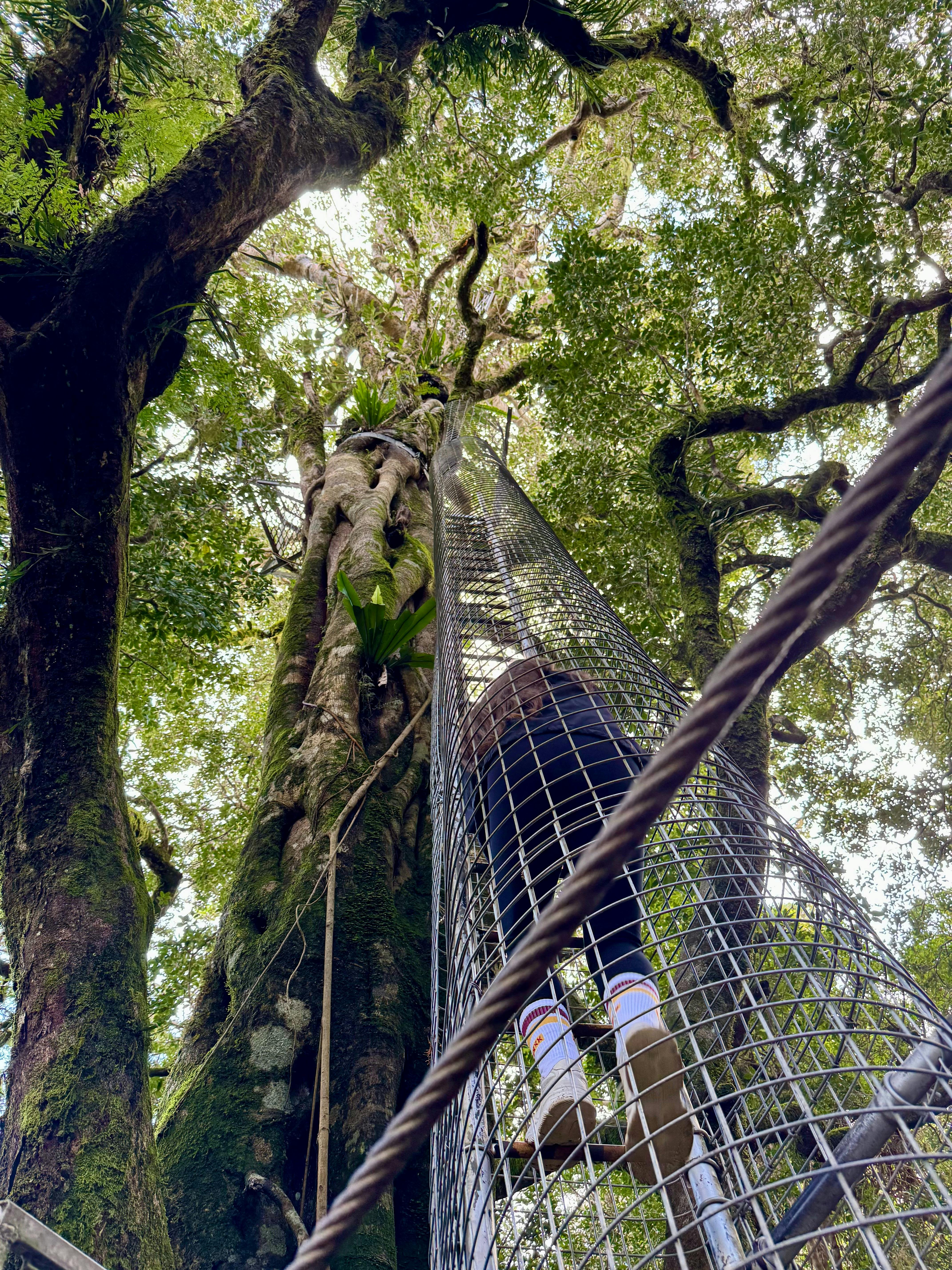 Lamington Day Tour: O’Reilly’s Tree Top Walk, Wildlife & Wine Tasting