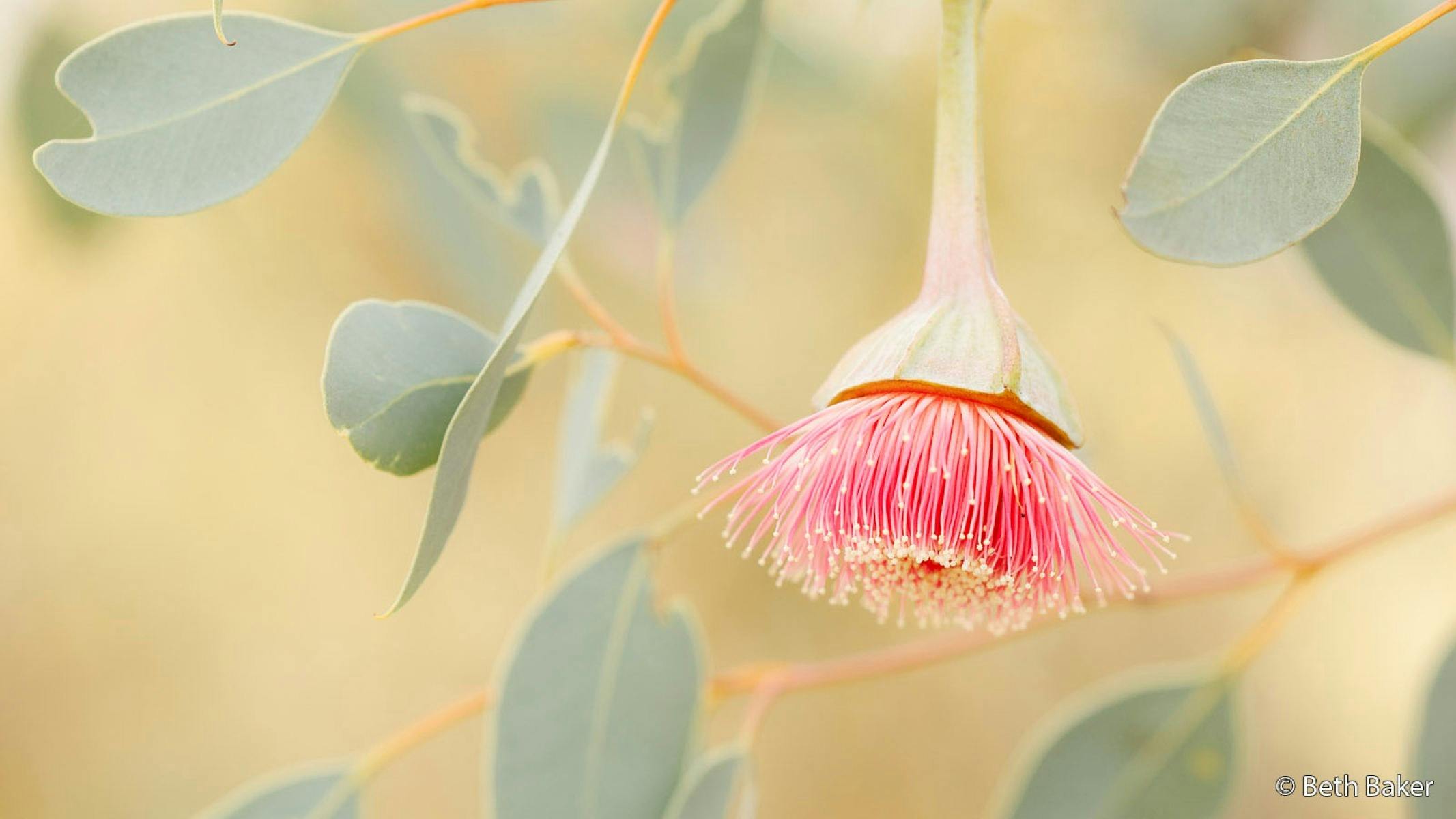 Pink eucalyptus blossom hanging among soft green leaves on a light, blurred background.
