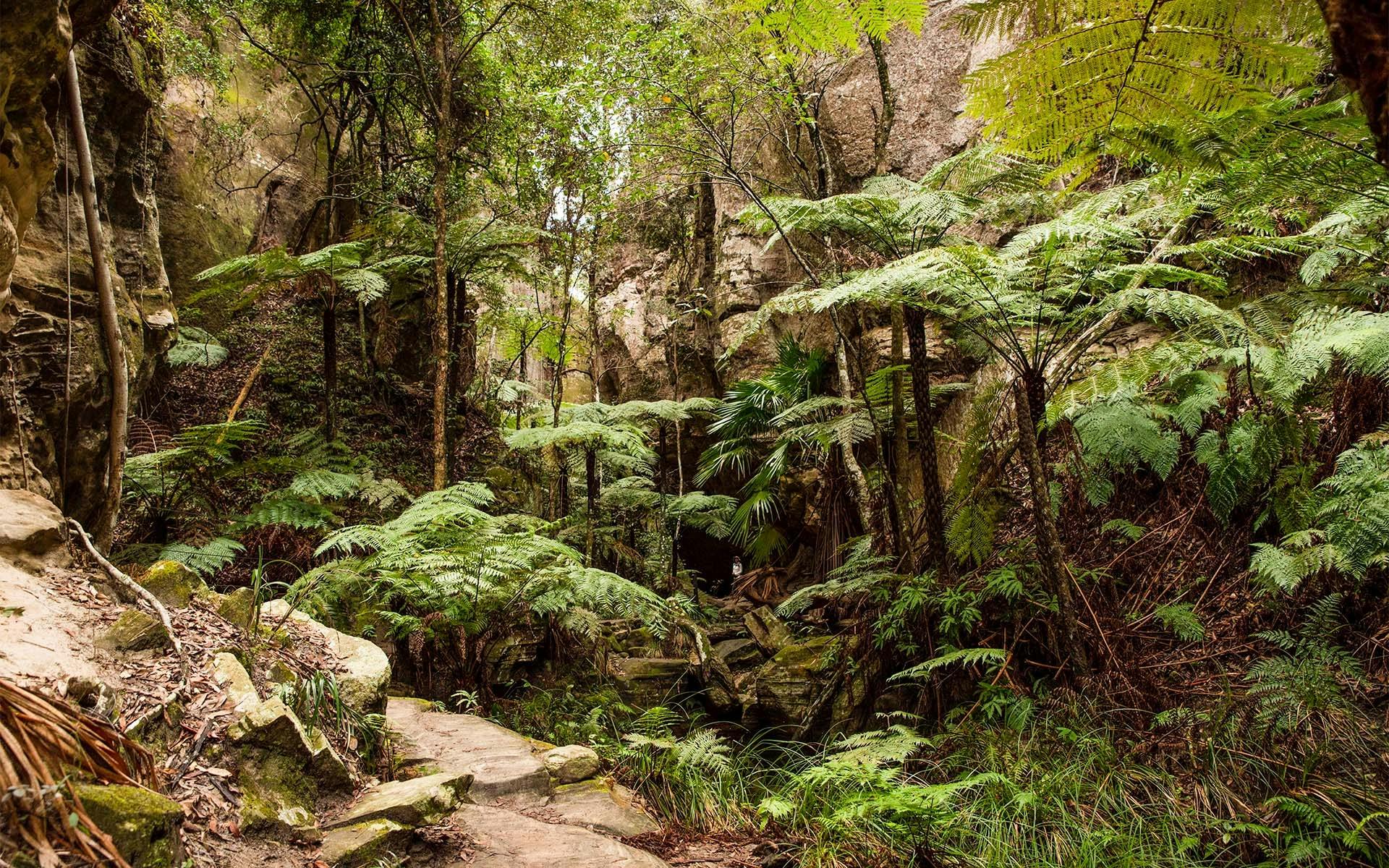 A dense forest of vibrant ancient ferns and plantlife