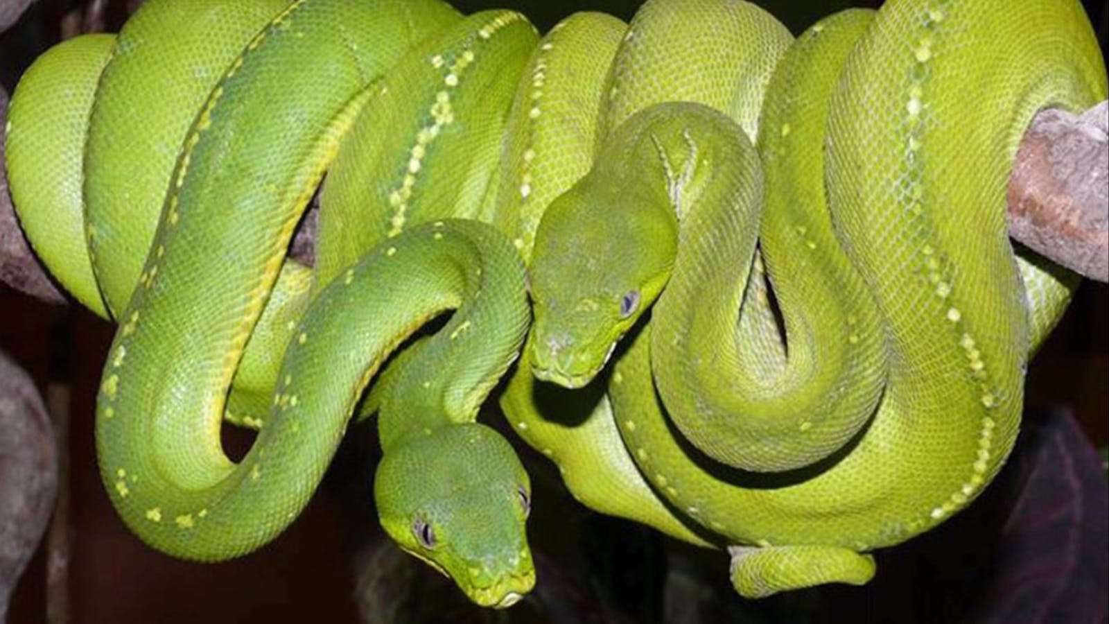 Canberra Reptile Zoo