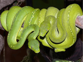 Canberra Reptile Zoo