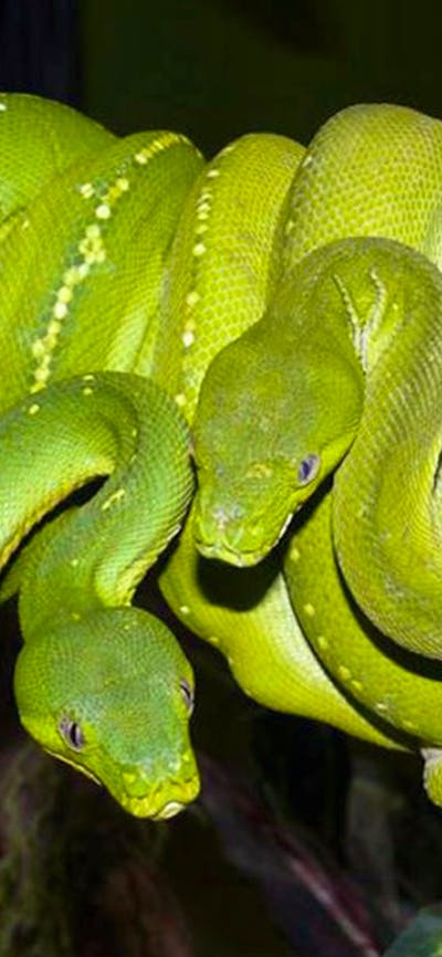 Aussie green tree pythons