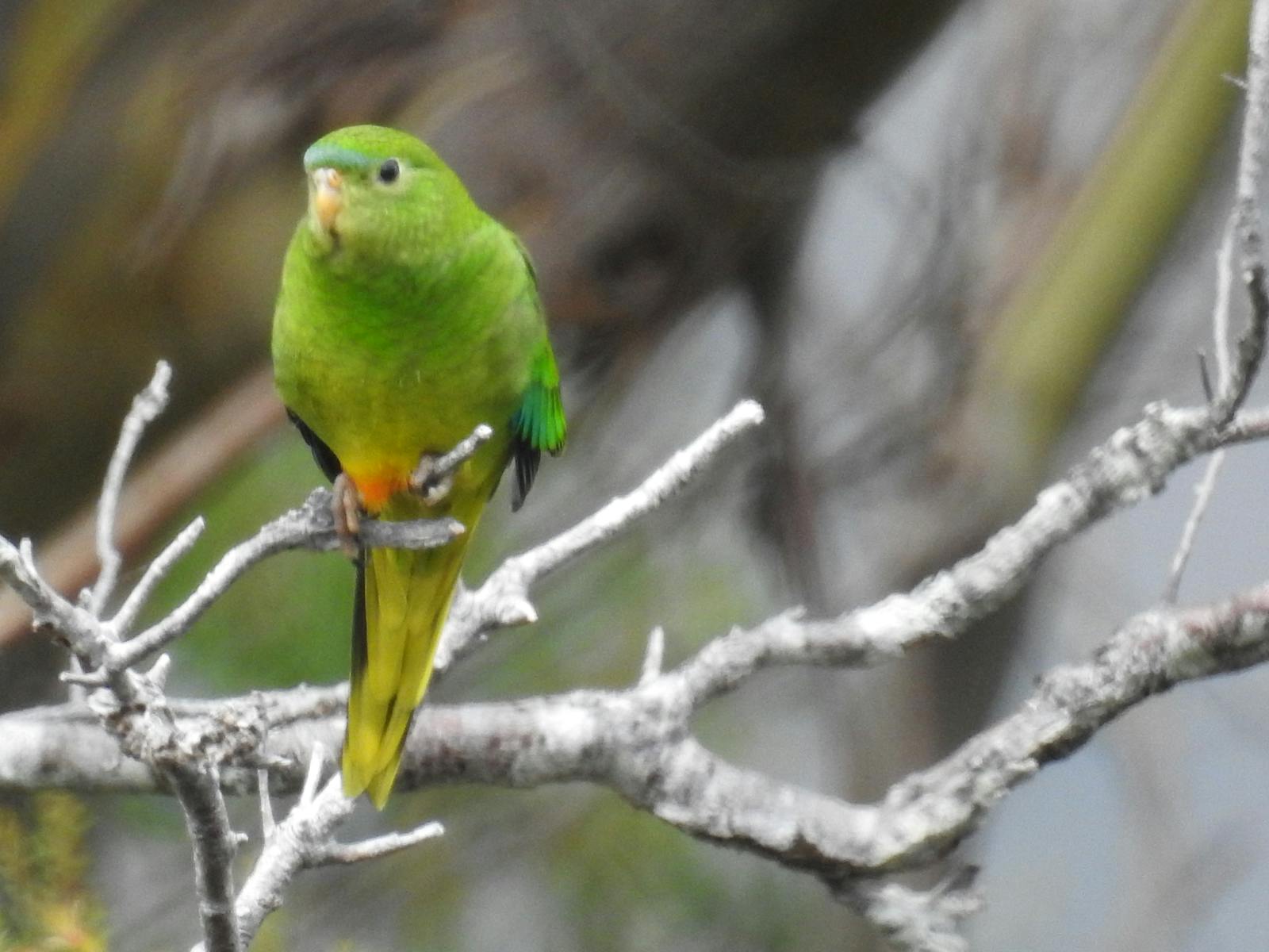Orange Bellied Parrot - Inala Nature Tours