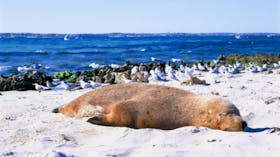 Marmion Marine Park, Western Australia
