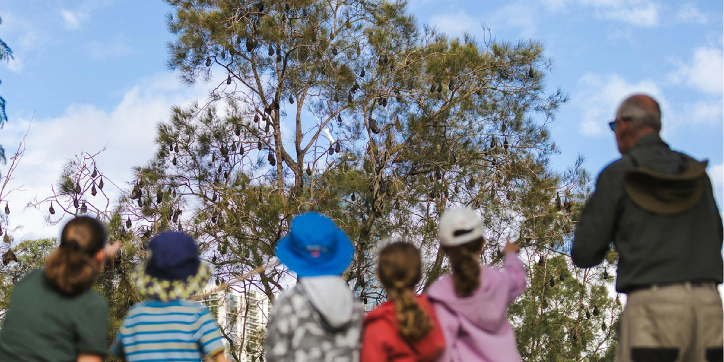 Children looking at flying foxes in tree