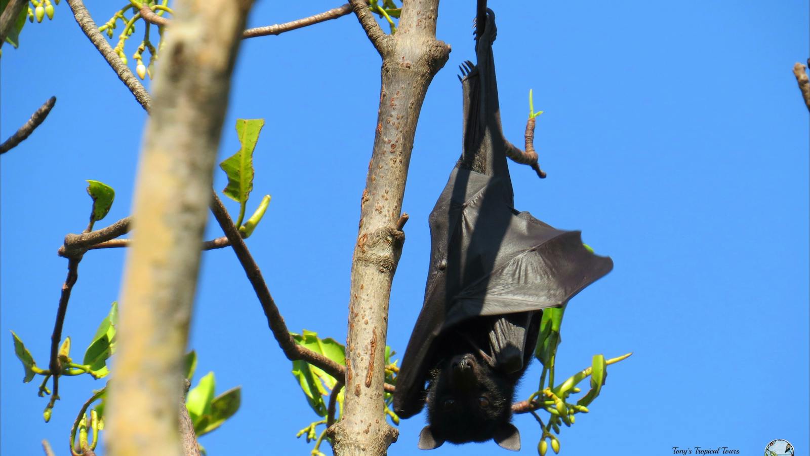 Daintree Rainforest tour with Tony's tropical Tours