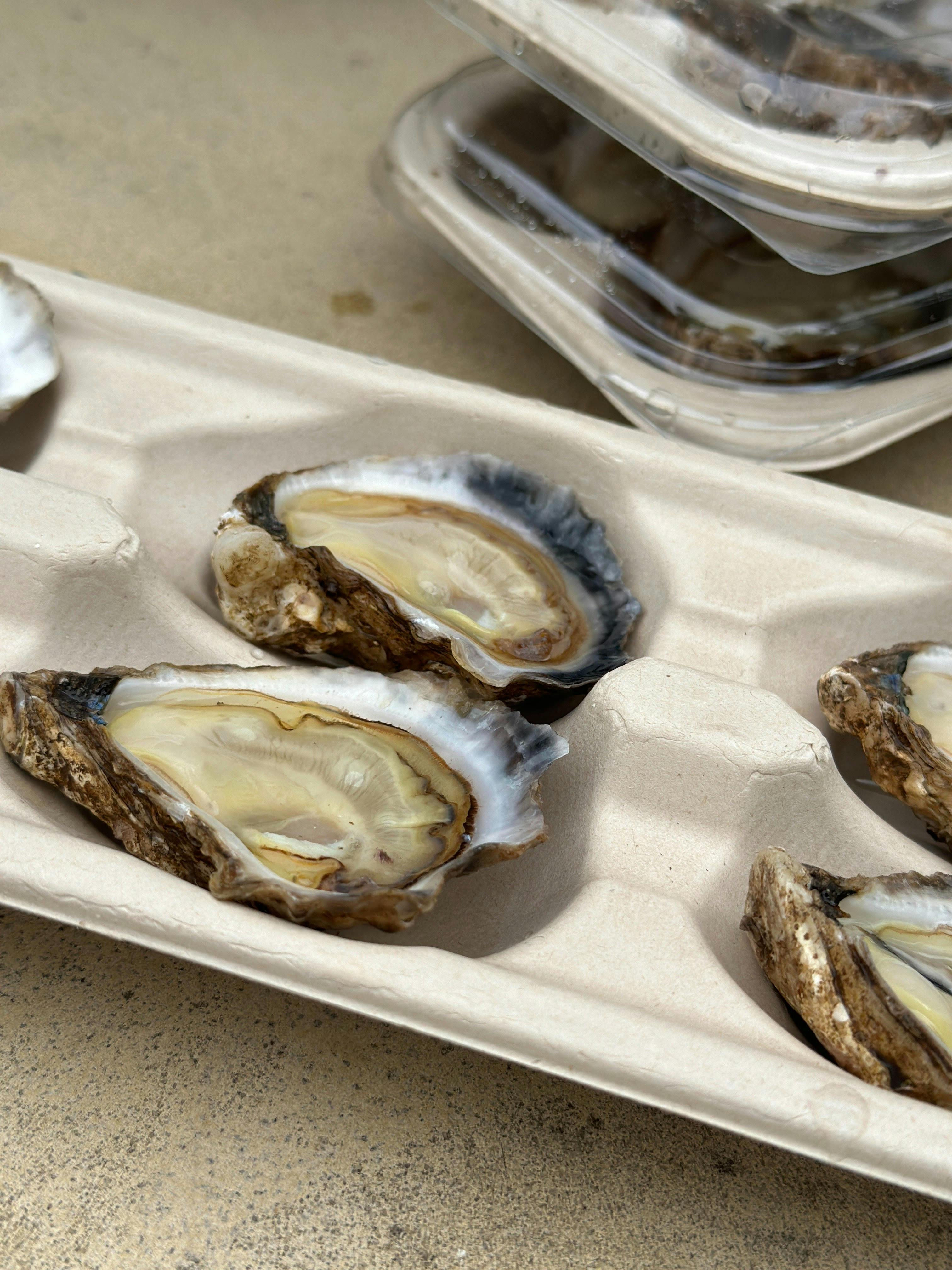 Mangrove Jack - shucked