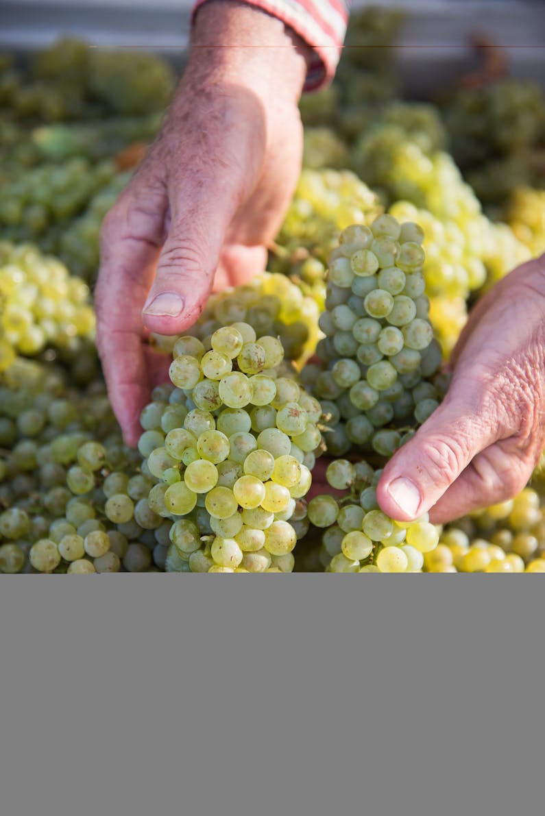 Image of the event 'Ross Hill Winery Daily Complimentary Tours'