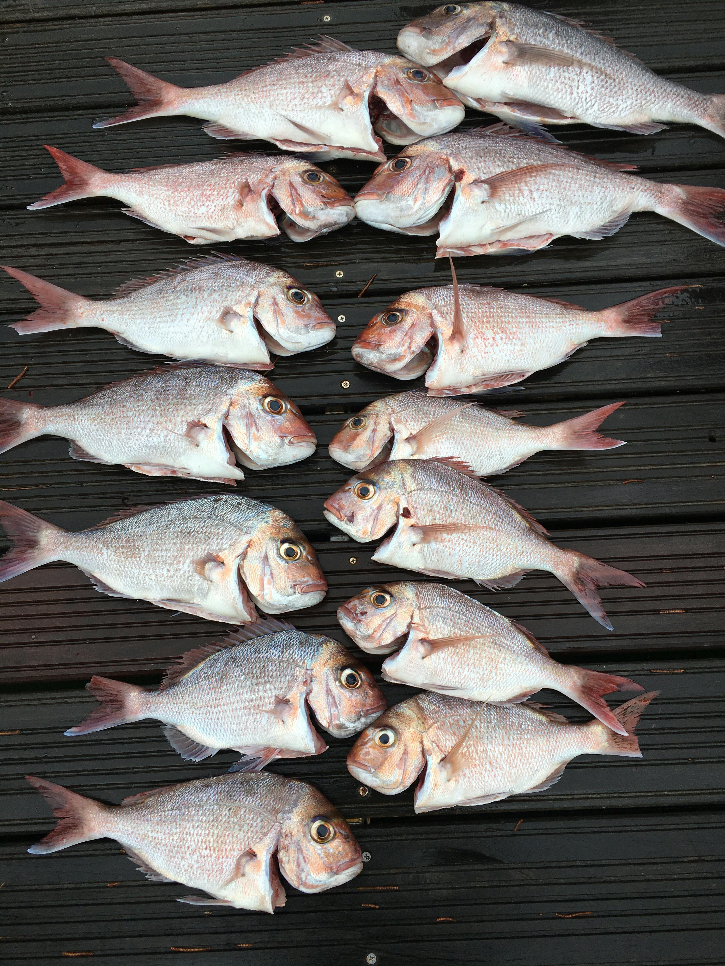 Fishing Trip