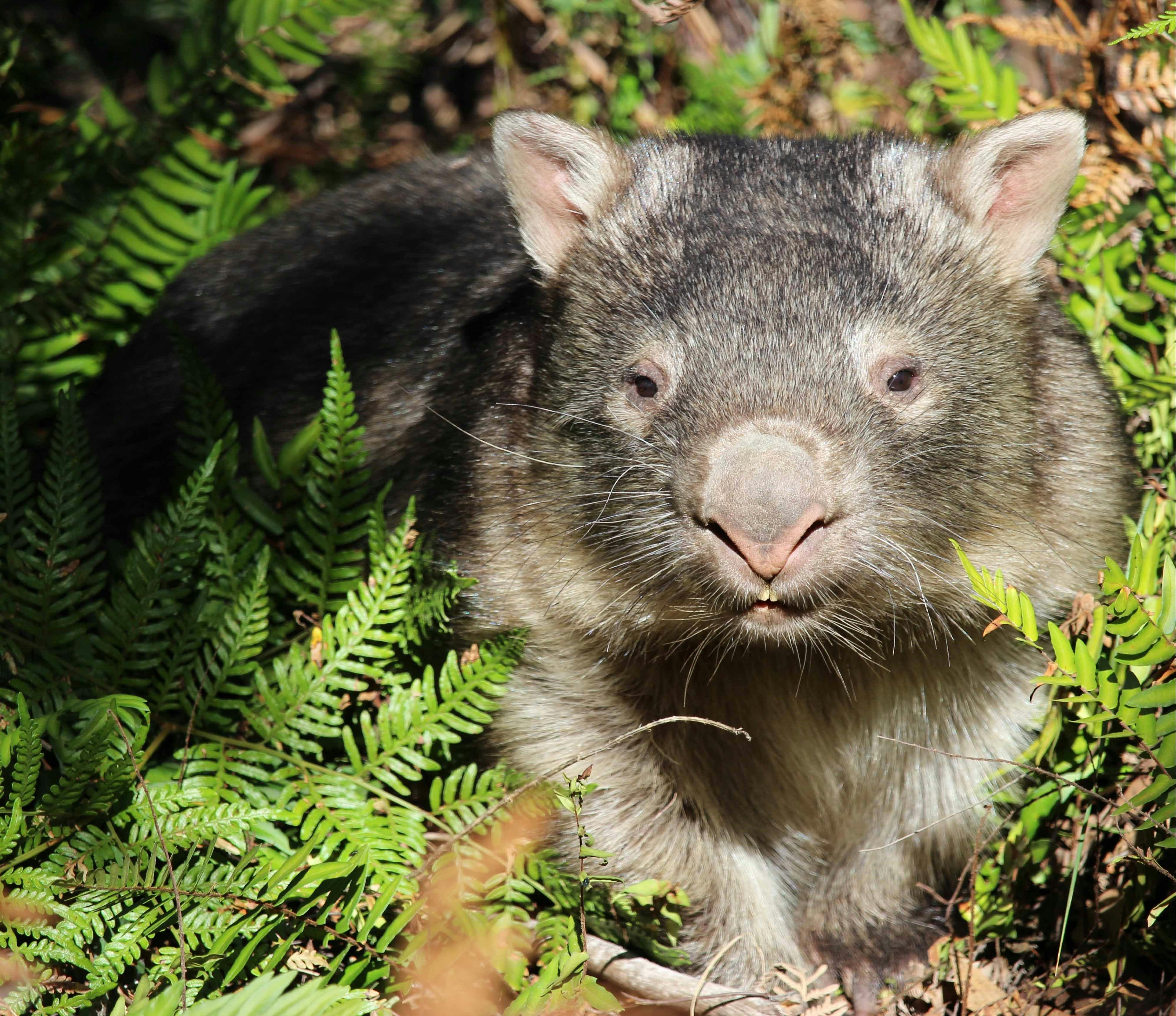 Bare-nosed Wombat