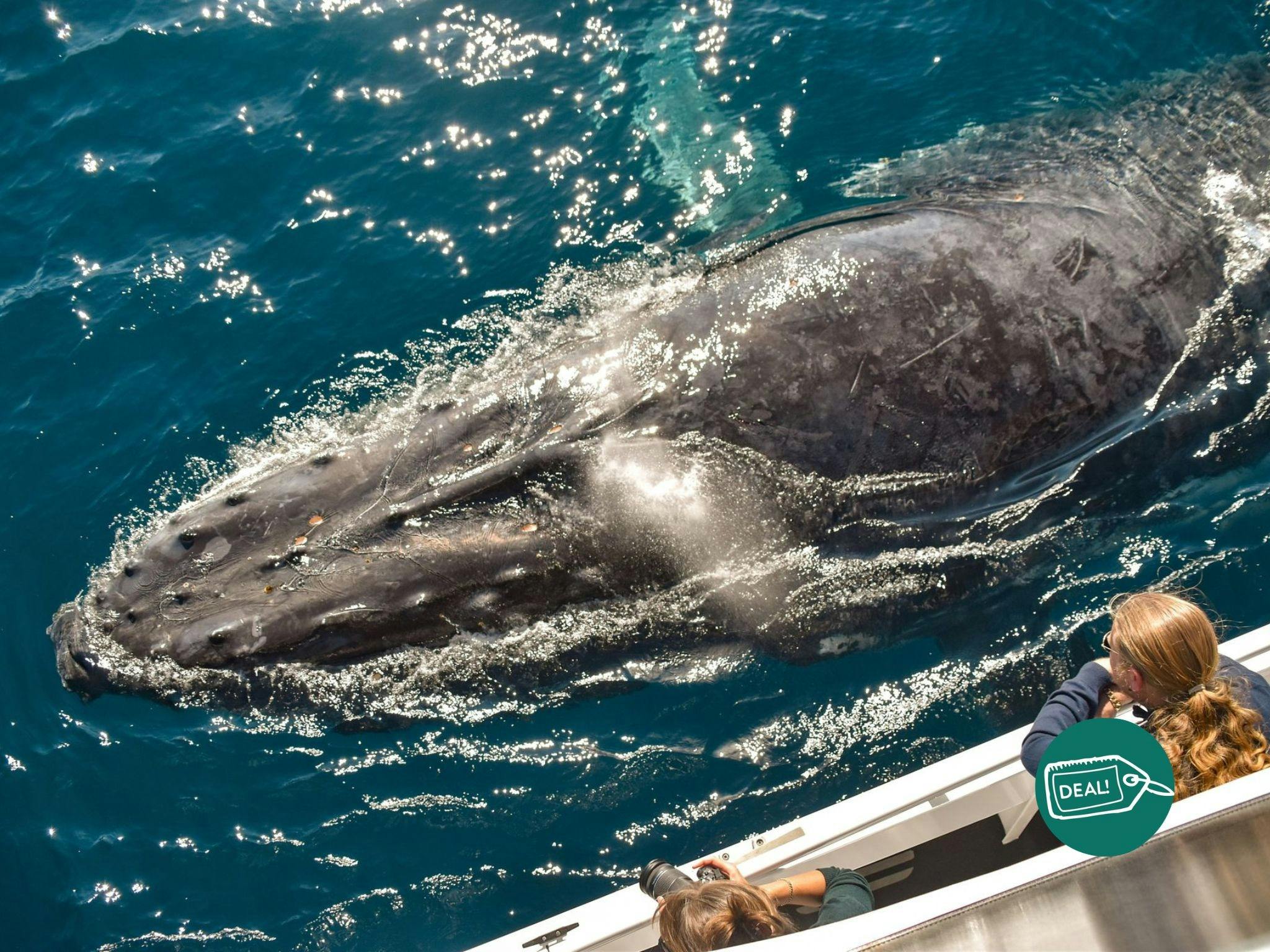 people looking at a whale up close