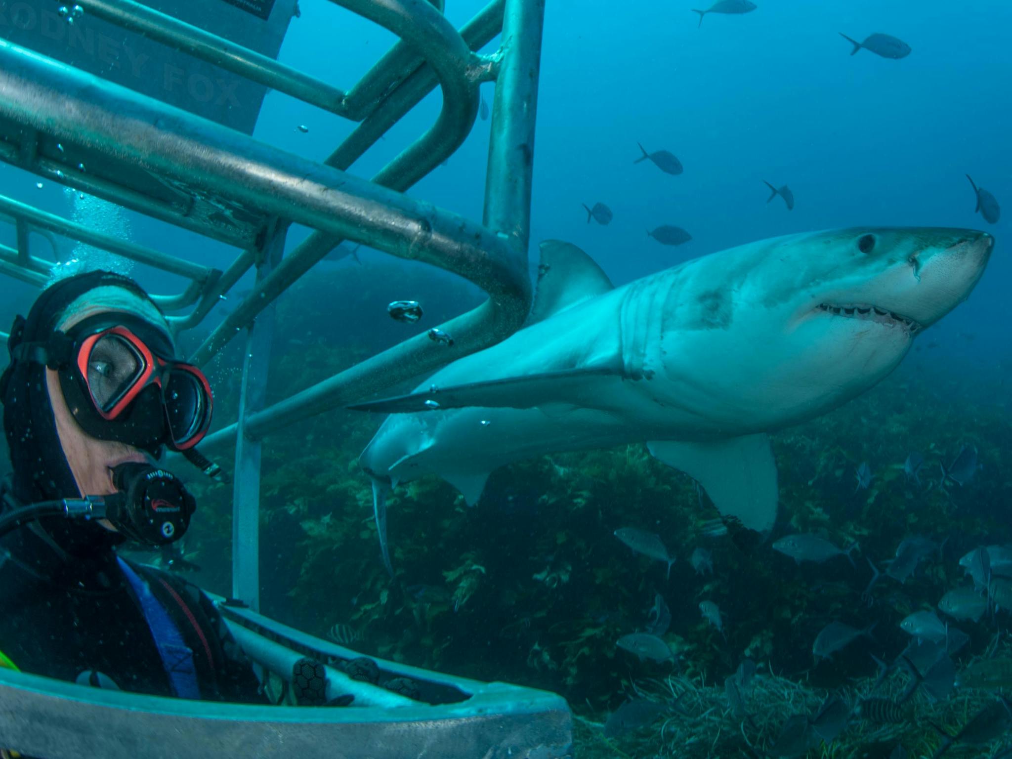 Rodney Fox Shark Expeditions Slider Image 2