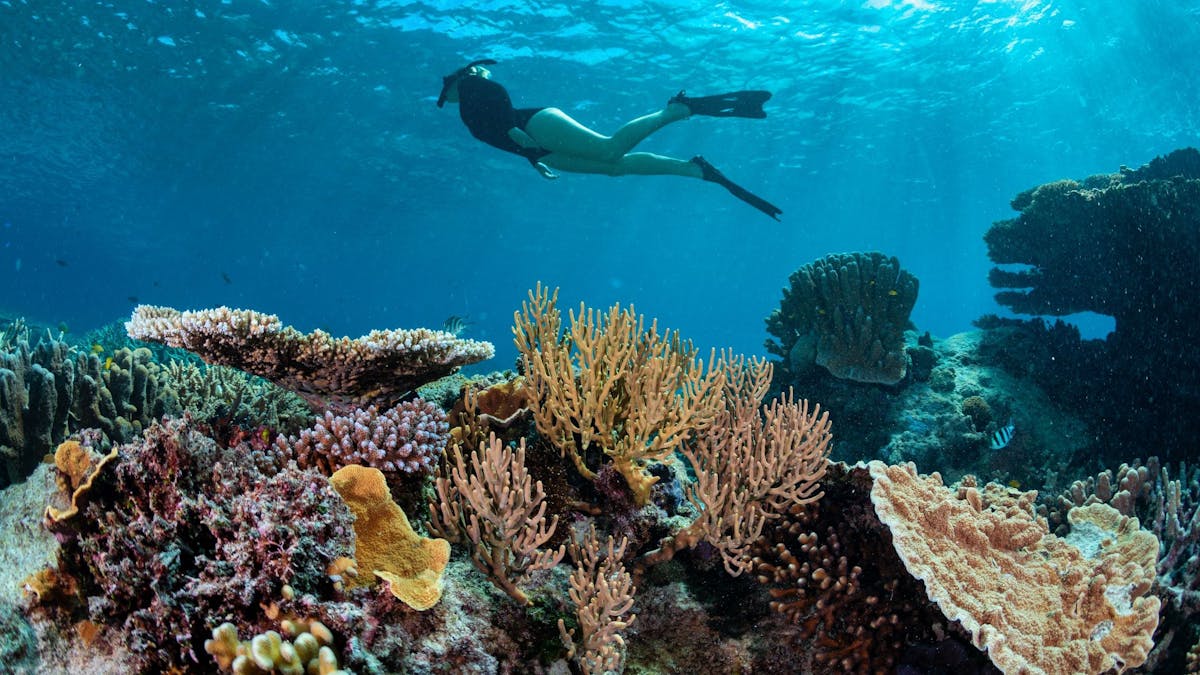 Snorkel over the stunning coral straight off the beach on Wilson Island