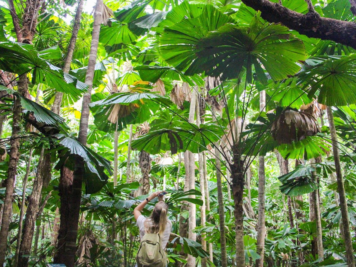 forest of fan palms on daintree rainforest boardwalk