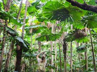 forest of fan palms on daintree rainforest boardwalk