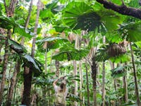 forest of fan palms on daintree rainforest boardwalk