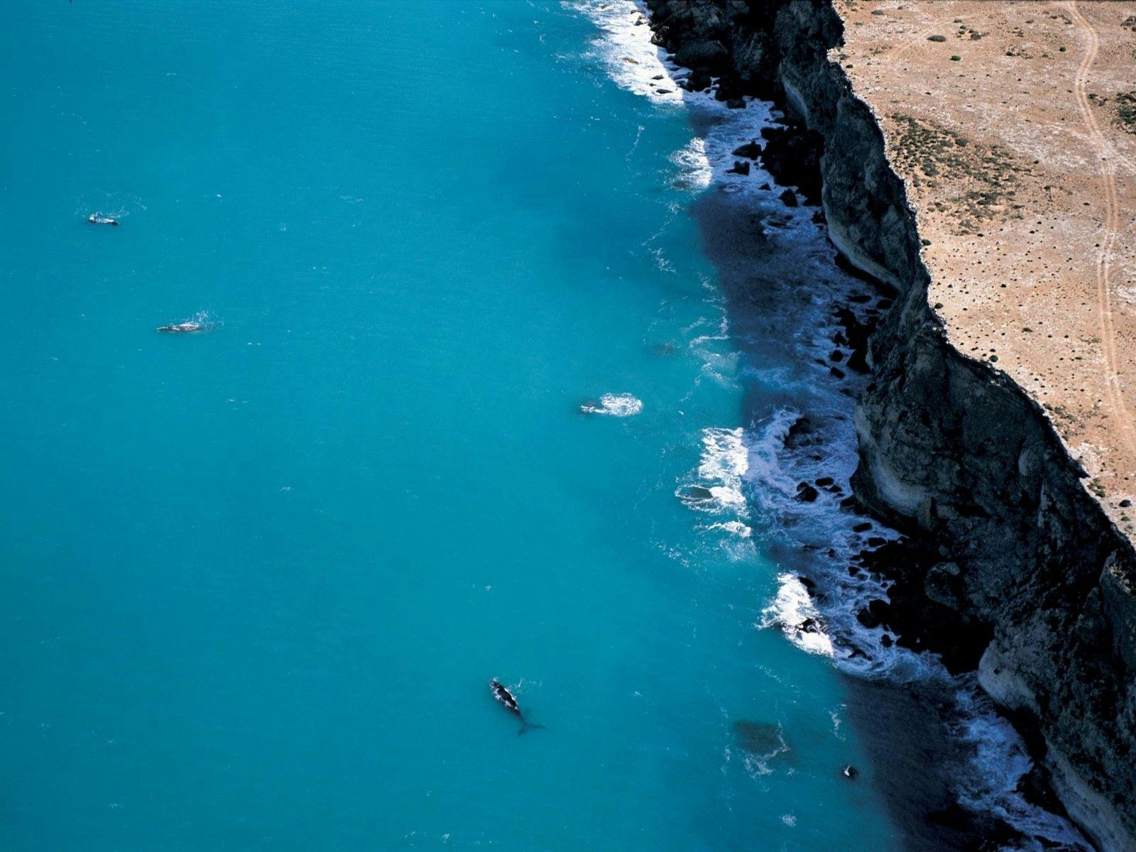 8 Eyre Peninsula Whale & Seafood Discovery