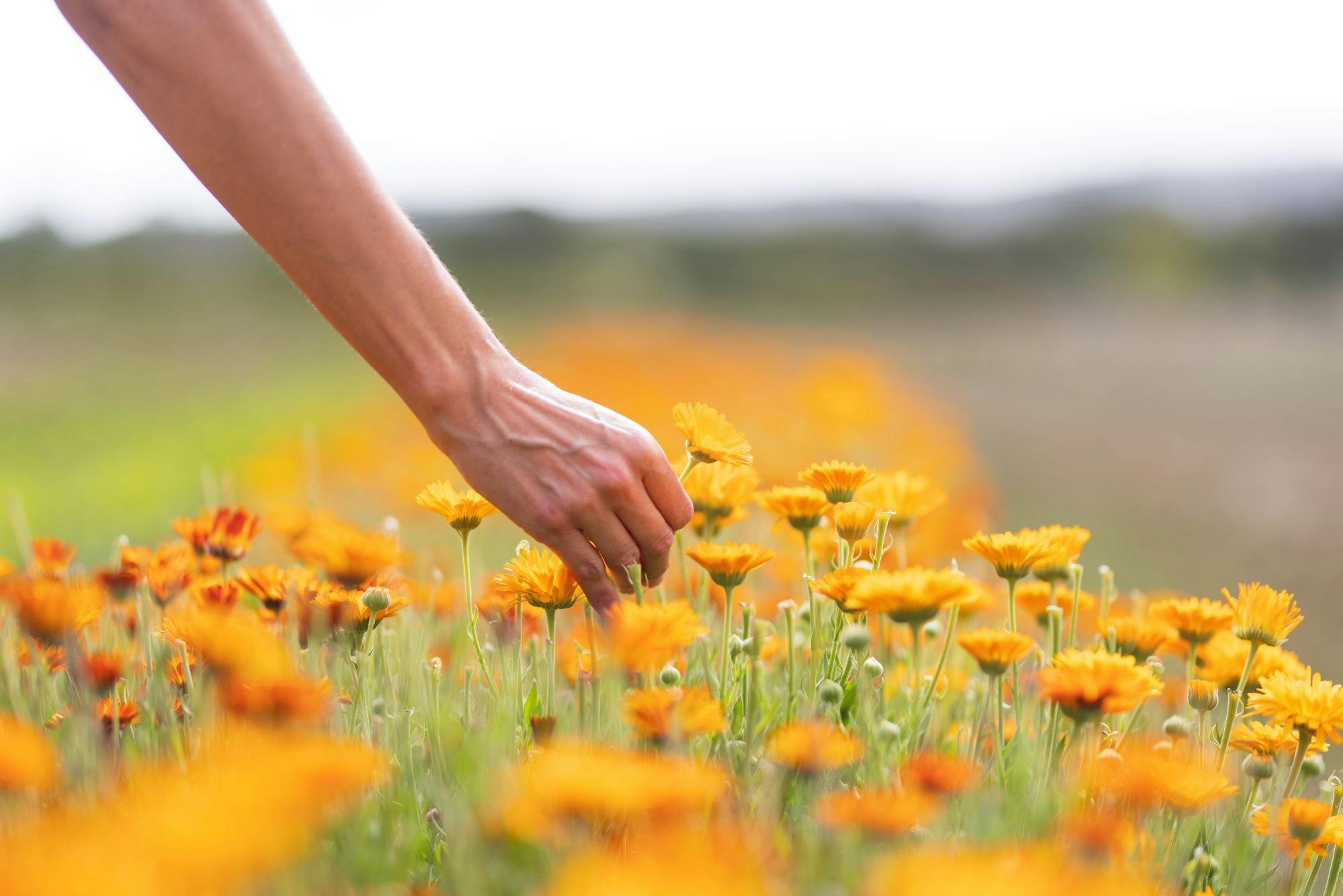 Harvesting fresh botanicals at Jurlique Farm outside of Hahndorf