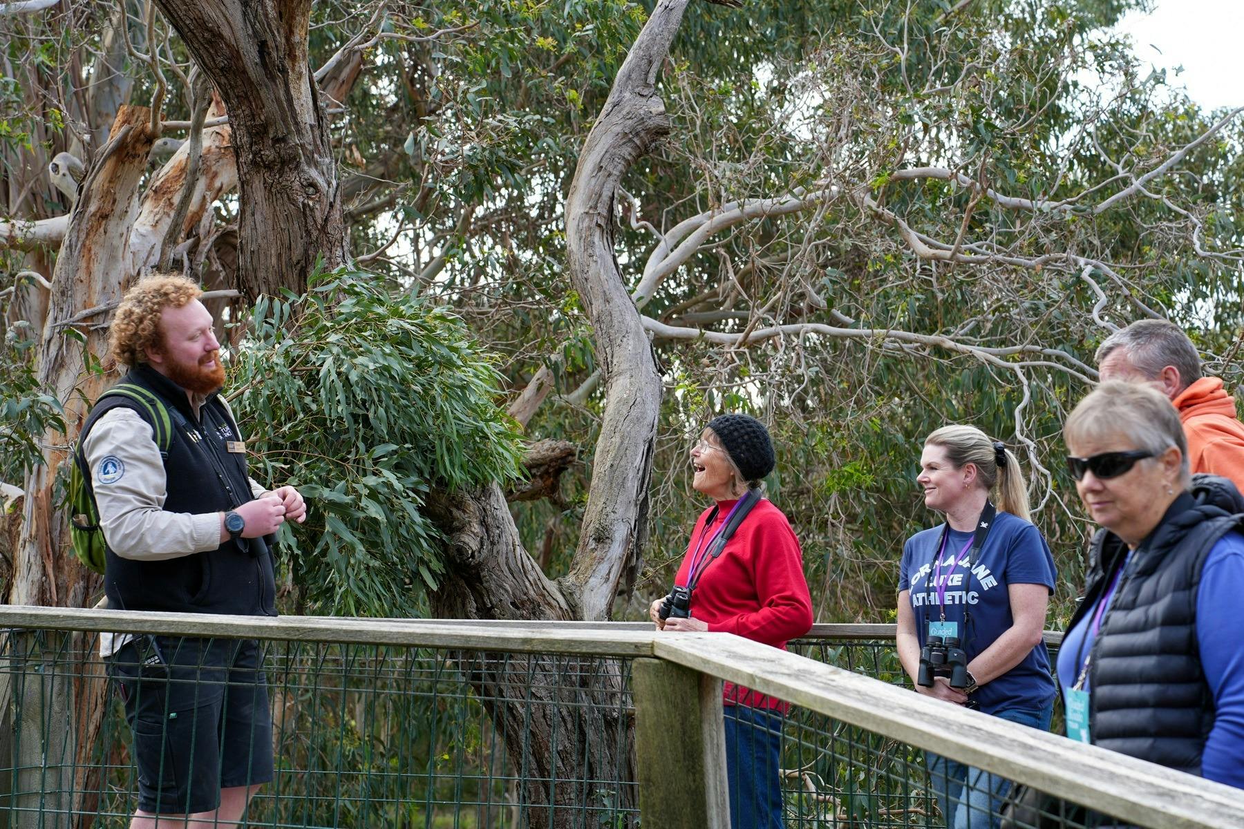 Guided Koala Tour