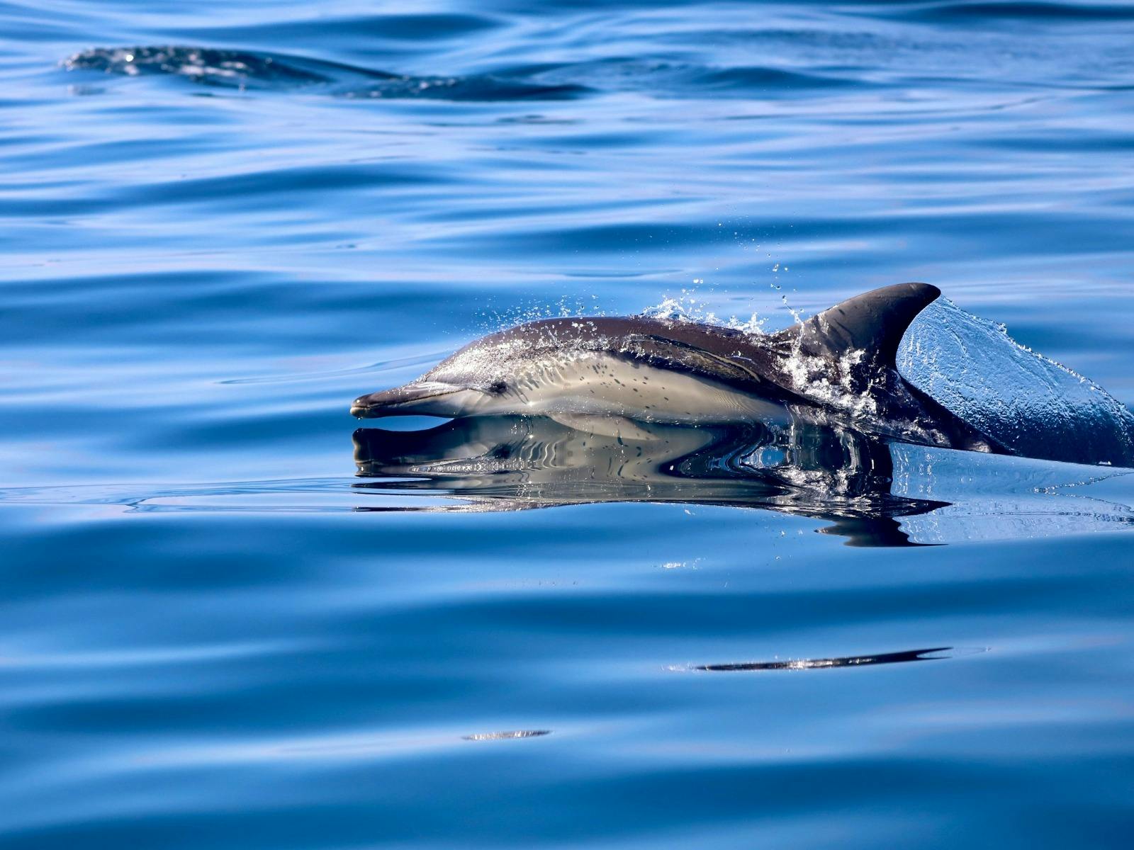 Dolphin Watching Lake Macquarie