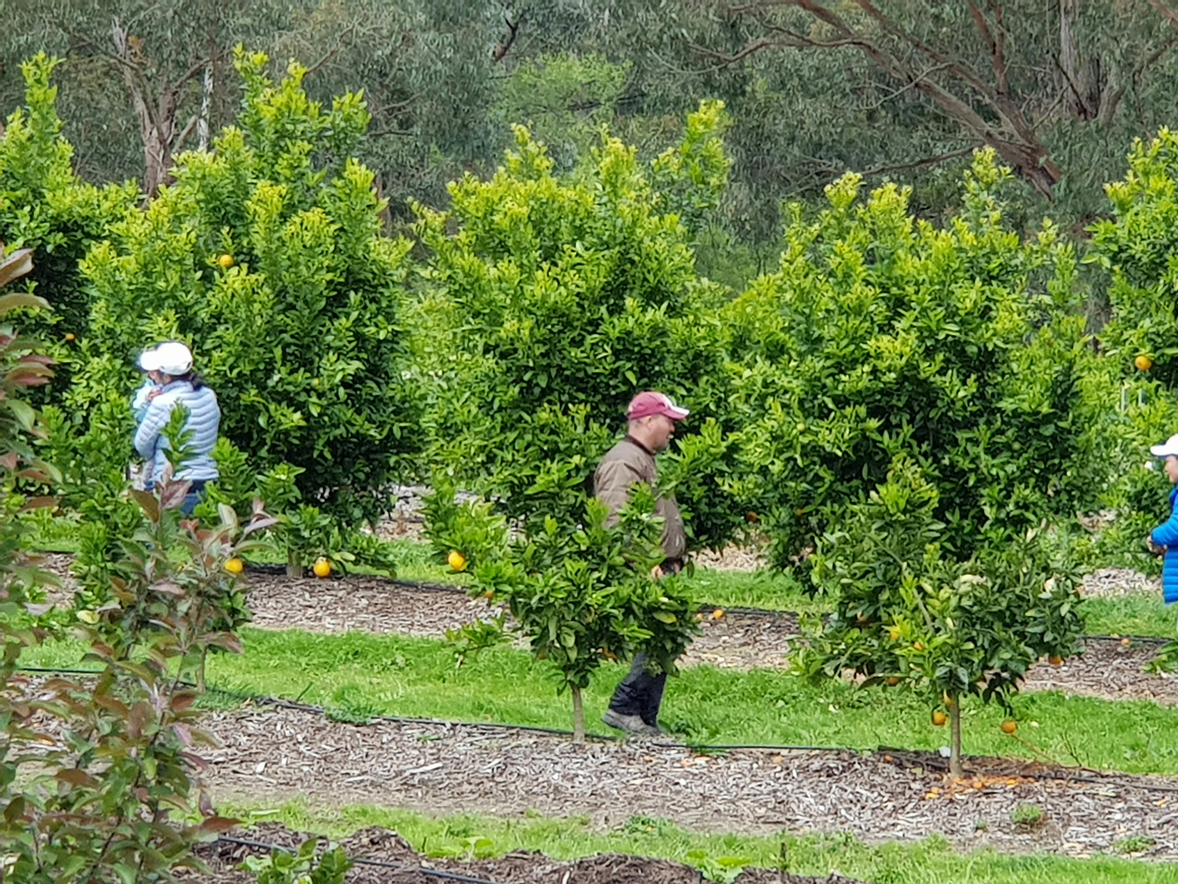Rayners Orchard