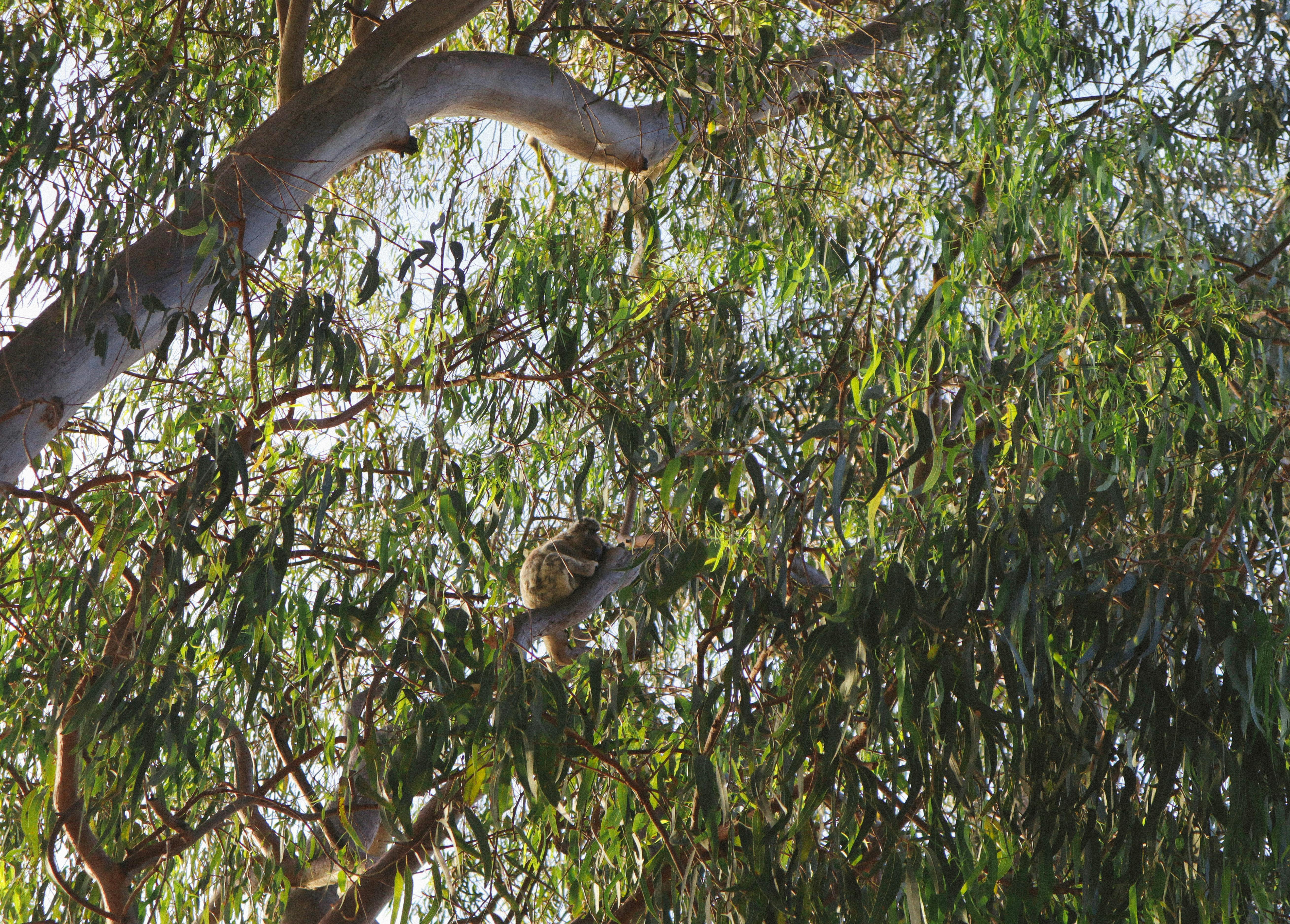 Koala at North Stradbroke Island