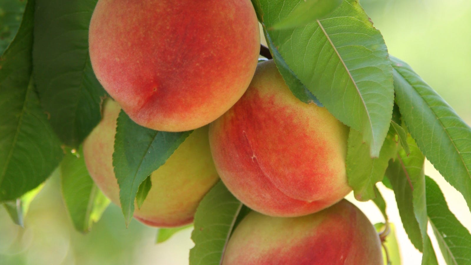 Rayner's Orchard