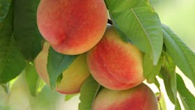 Peaches