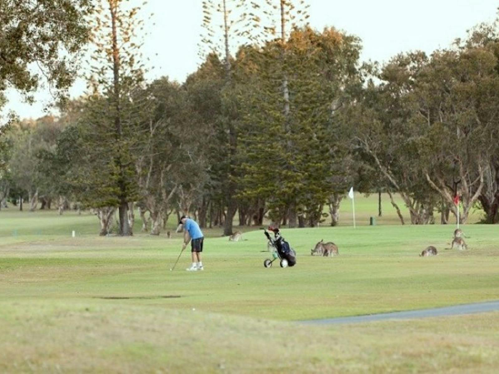 Image for Yamba Veterans Week of Golf