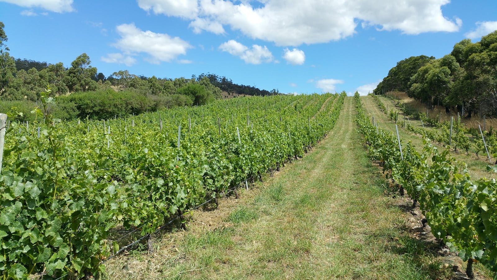 Charles Reuben Vineyard