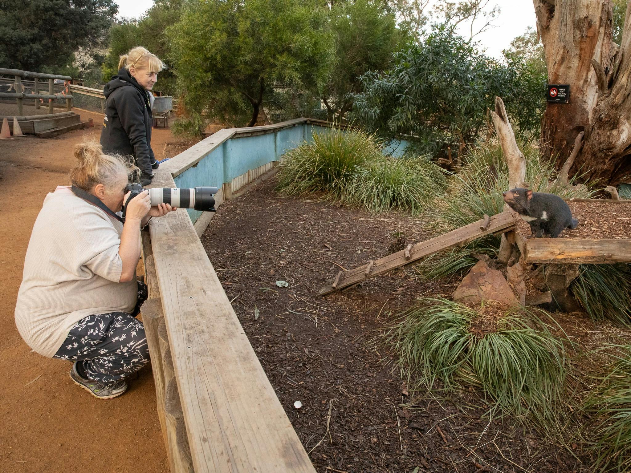 a Tasmanian Devil poses for a photo being taken by a photographer at a wildlife sanctuary