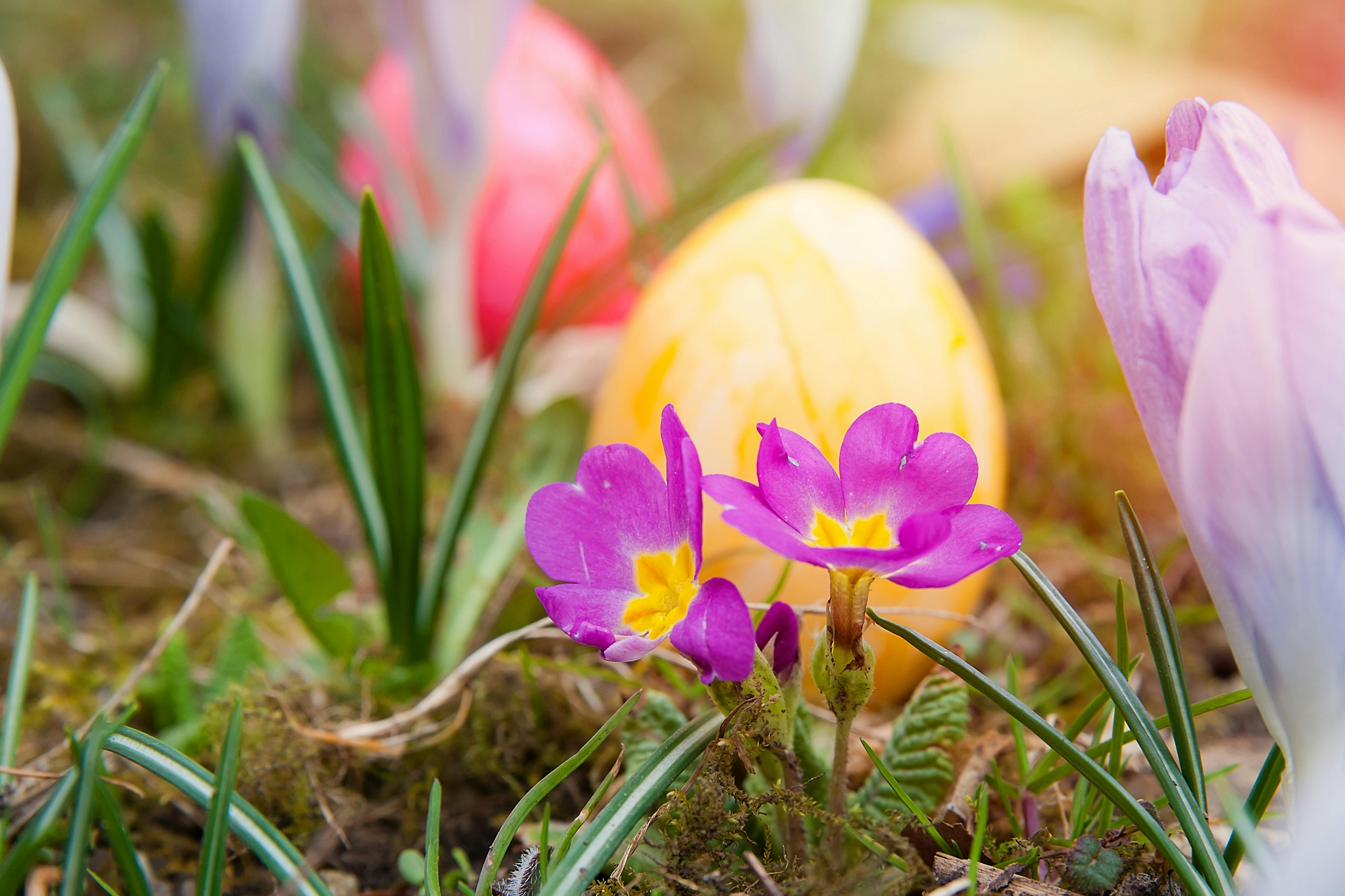 Family Easter Fundraiser