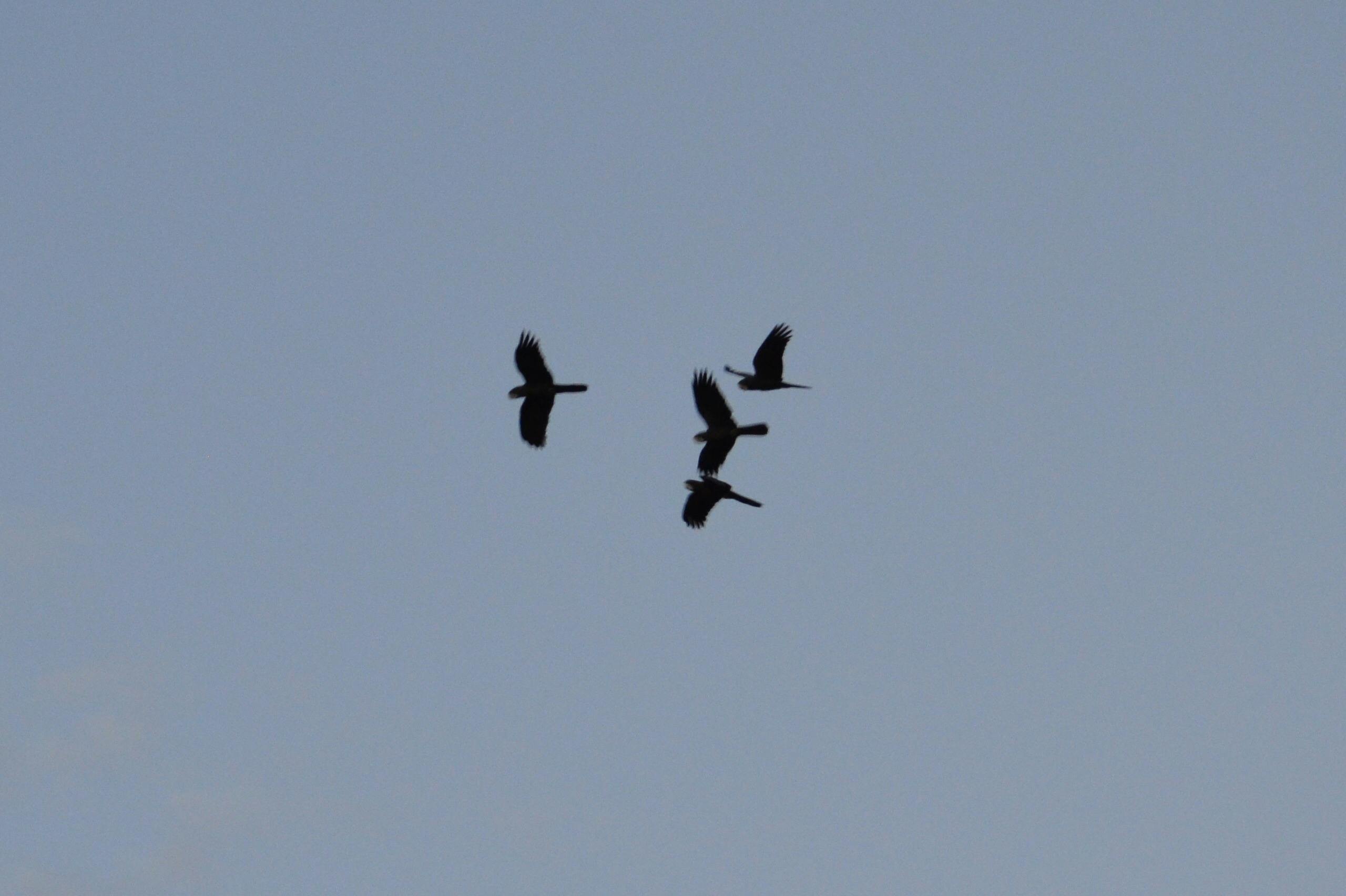 See the Black Cockatoos call across the valley