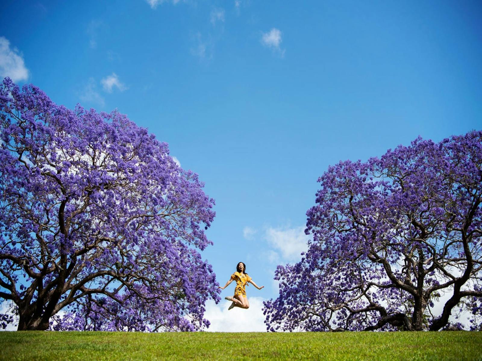 Jacaranda Festival