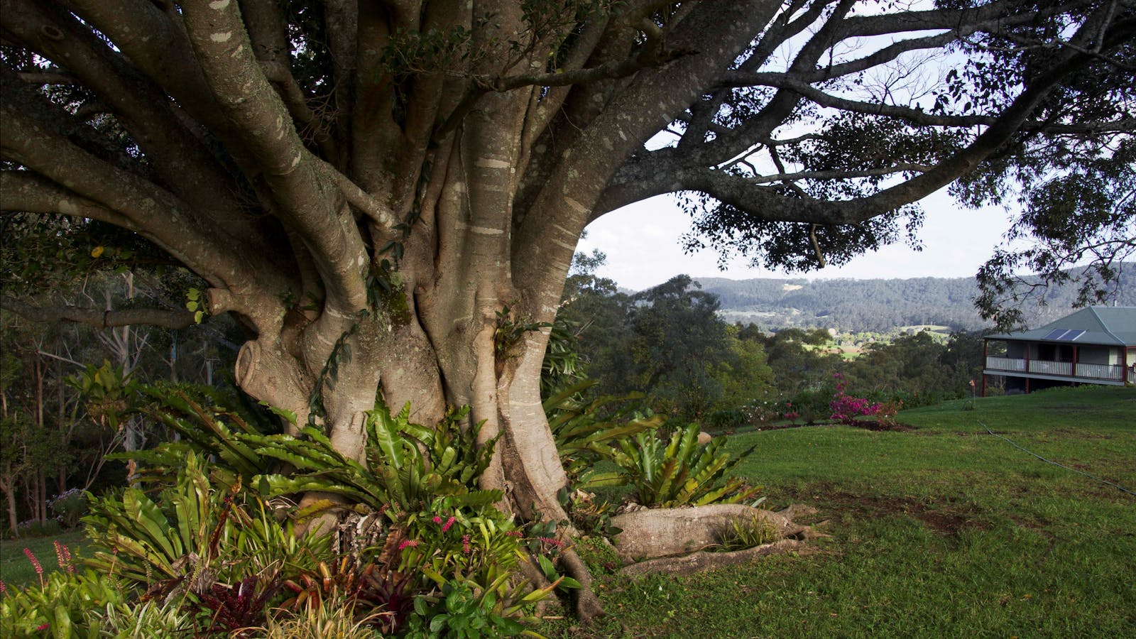 Image for Hannam Vale Open Gardens Day