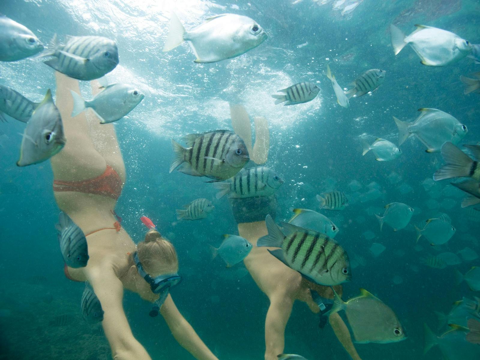 Snorkelling the Wrecks Day Cruise