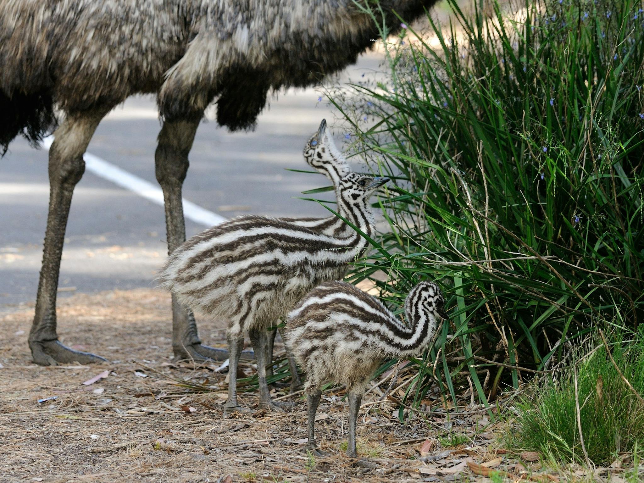 Emu chicks up close at Tower Hill Reserve