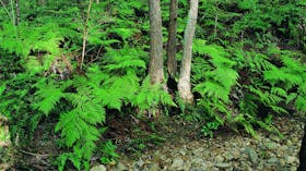 Nerang National Park and State Forest