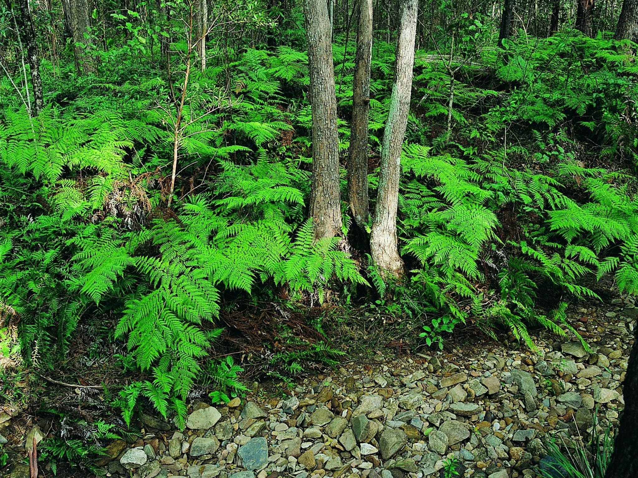 Ferny track in Nerang National Park Ferny track in Nerang National Park