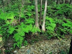 Ferny track in Nerang National Park
