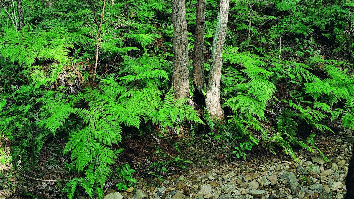 Ferny track in Nerang National Park